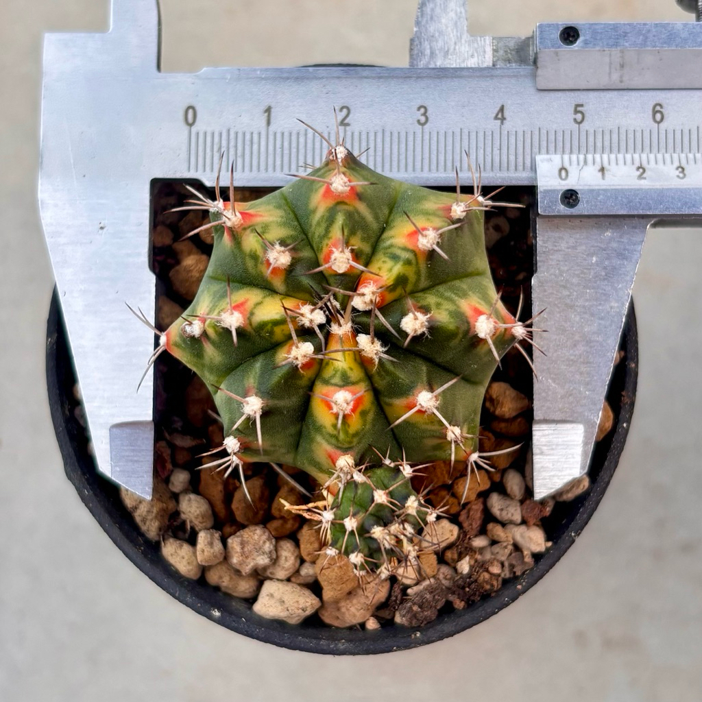 Termurah Kaktus Pink Pearl Variegata Gymnocalycium Mihanovichii