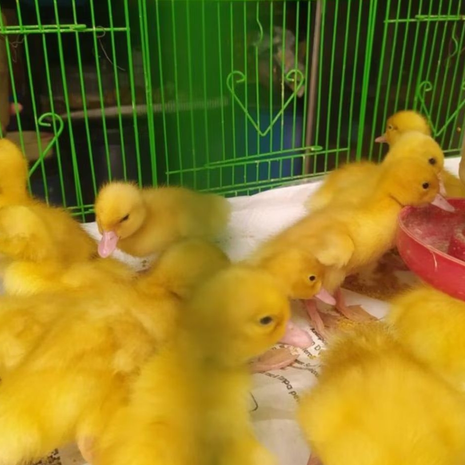 ANAK BEBEK PEKING HIDUP [UMUR 2-7 HARI] DOD BEBEK HYBRIDA BIBIT BEBEK PEKING [ISI 5 EKOR]