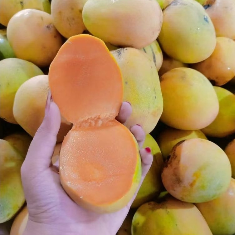 MANGGA GINCU 1kg