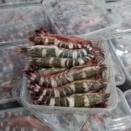 Udang Windu 1kg