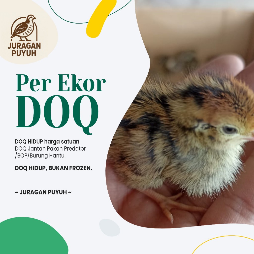 Ready DOQ Puyuh Satuan Per Ekor - Anak Burung Puyuh/Pakan Predator/Pakan Burung Hantu