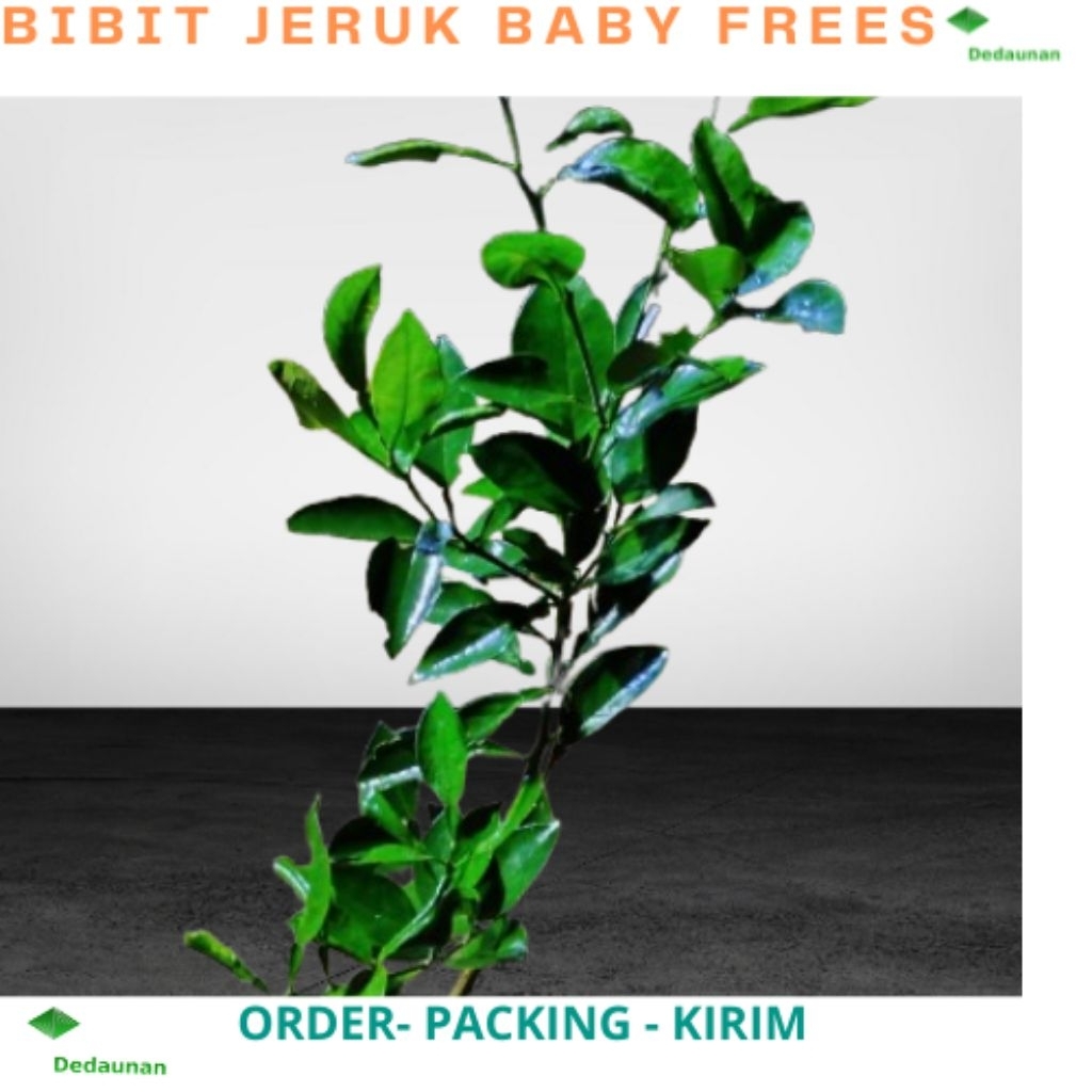 BIBIT JERUK BABY FRESS