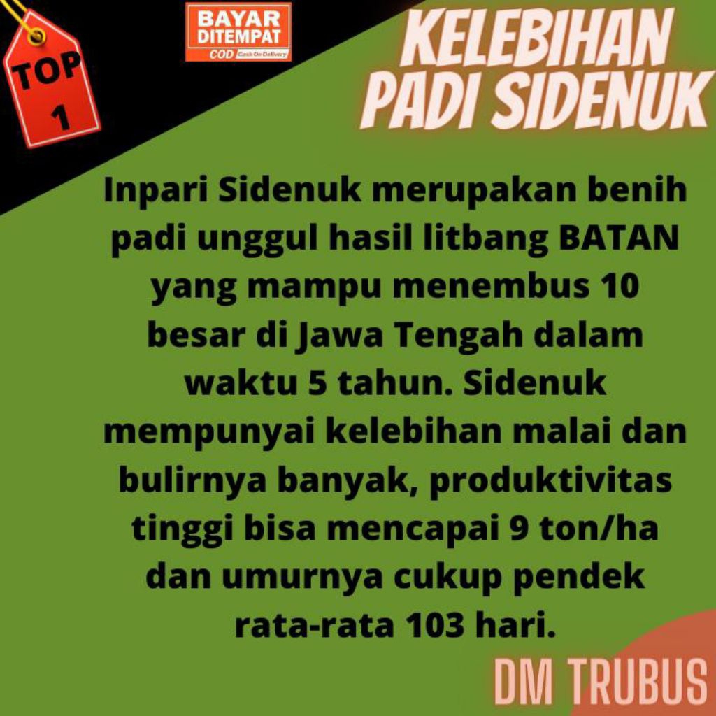 BENIH BIBIT PADI SIDENUK SUPER BERKUALTISA UNGGULAN COD 1KG