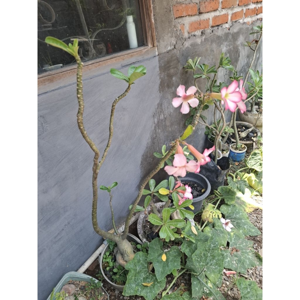 Raflezia Bonsai Adenium Obesum Berbunga Tinggi 34-60 Cm Kamboja Jepang Dewasa Mawar Gurun Lokal