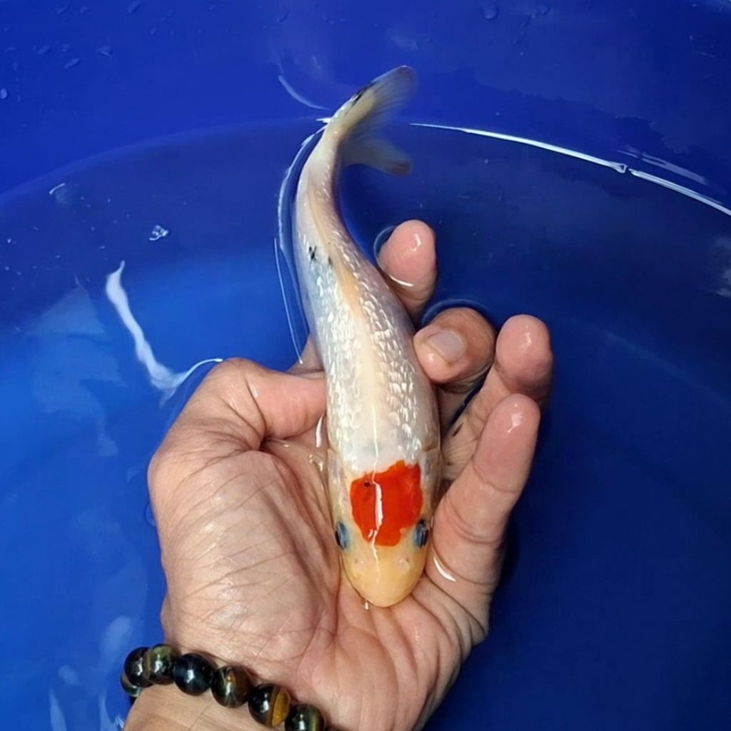 Ikan Koi Blitar Jenis Tancho / Rumah Koi Jakarta / Kode 003