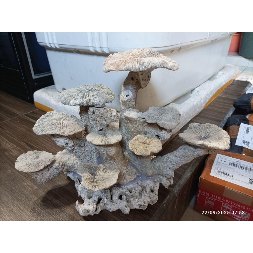 Batu karang akuarium Batu karang laut asesoris akuarium super mewah