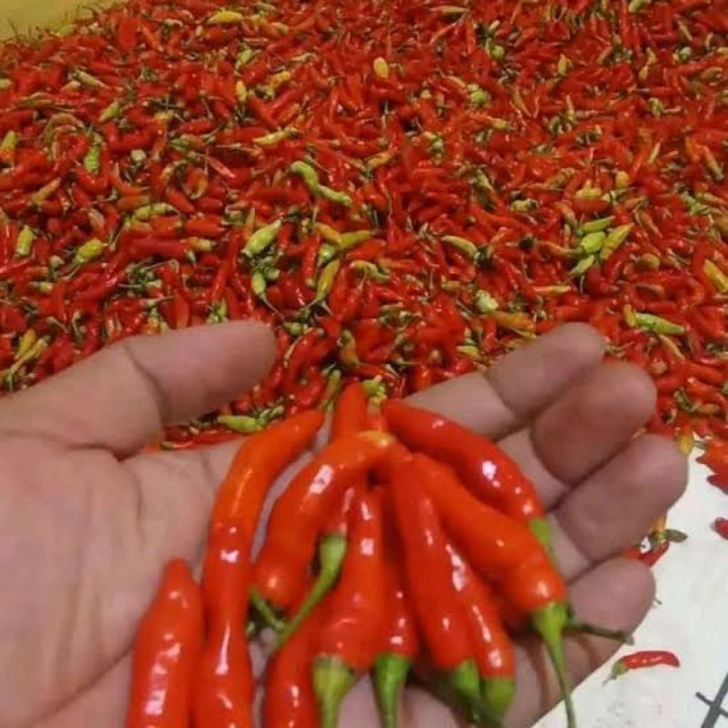 

Cabe rawit merah ori 1kg