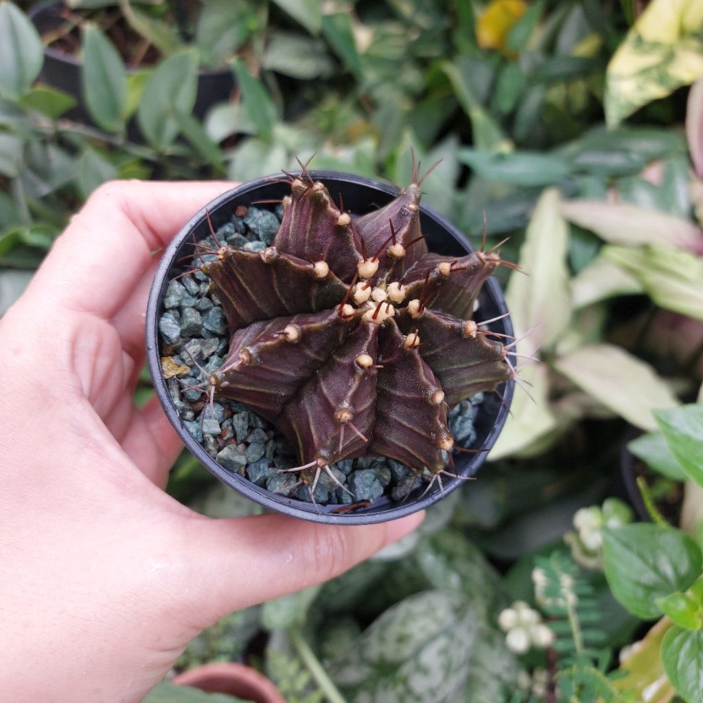 Kaktus Palembang Gymno Gymnocalycium Hybrid LB Gradasi Purple