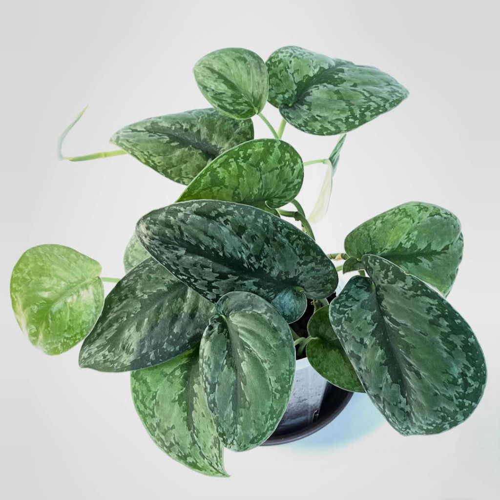 Scindapsus silver splash