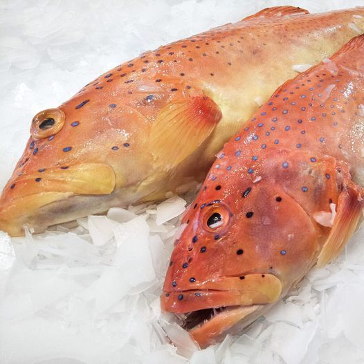 Ikan Kerapu Lodi Ikan Kerapu Merah Ikan kerapu Segar 1Kg