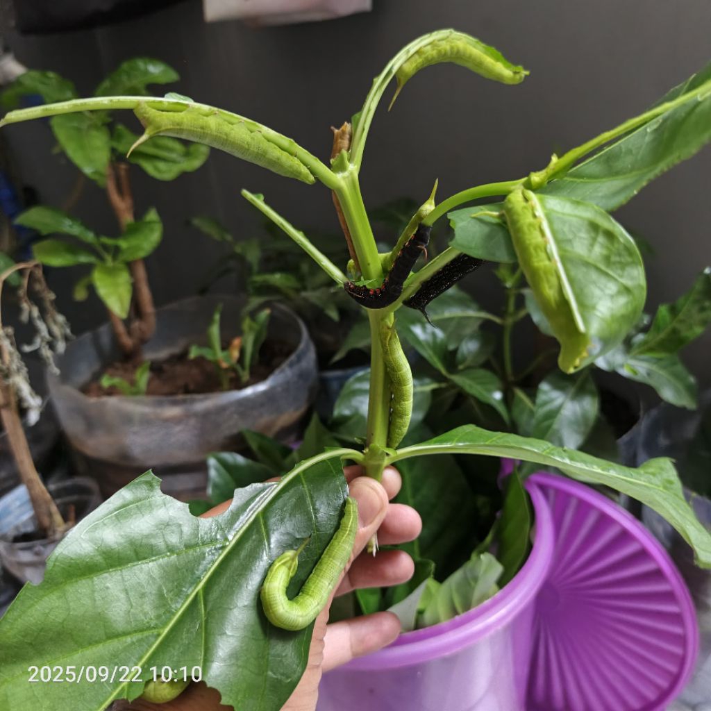 Umpan Mancing Gacor Bawal Ulet Pace Mengkudu Kepompong Mengkudu Umpan Ikan Lele Bawal Patin Galatama