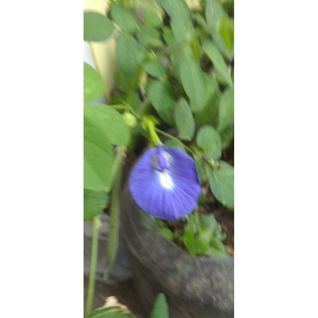 

Kembang Bunga Telang Teleng Biru