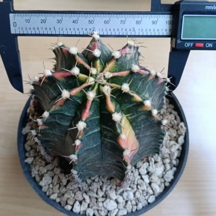 kaktus jumbo starfire hybrid/kaktus id starfire (code F)