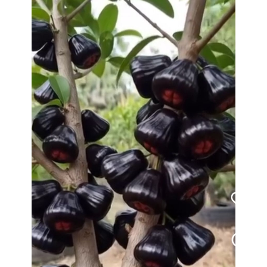 Bibit pohon jambu air black/hitam