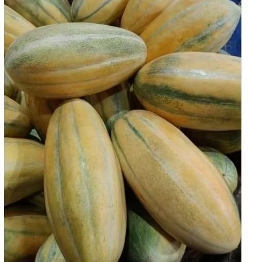 Buah Timun Mas per /biji