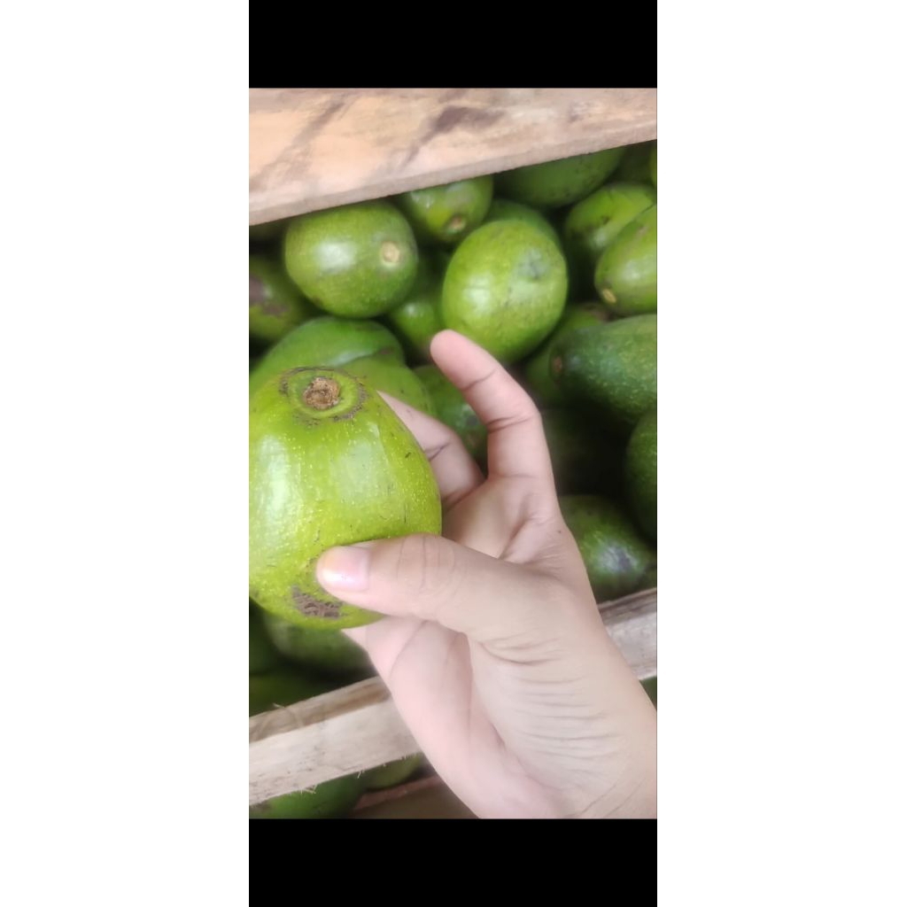 alpukat mentega padang