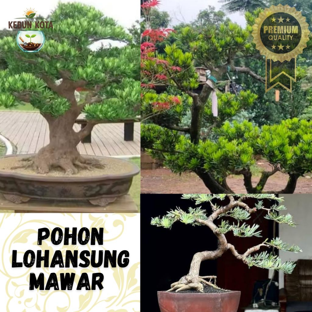 KEBUN KOTA]-Bibit Benih Tumbuhan 'POHON LOHANSUNG MAWAR KUALITAS PREMIUM"