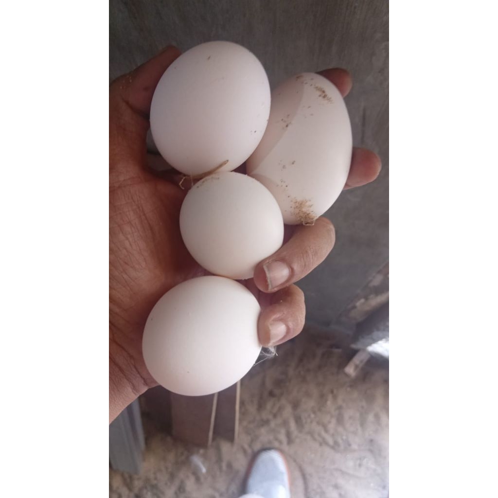 

telur white leghorn