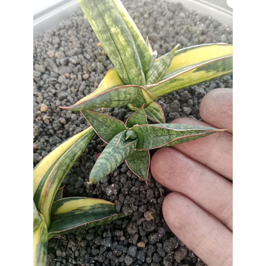 sansevieria bella black hijau dari induk var / lidah mertua bella black