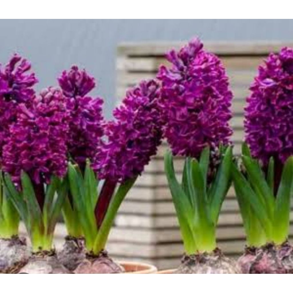 tanaman hias umbi bunga hyacinth ungu/ tanaman umbi bunga hyacinth