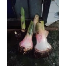 Bibit Bonggol Pisang Tanduk Unggul, Pisang Tanduk Sukabumi