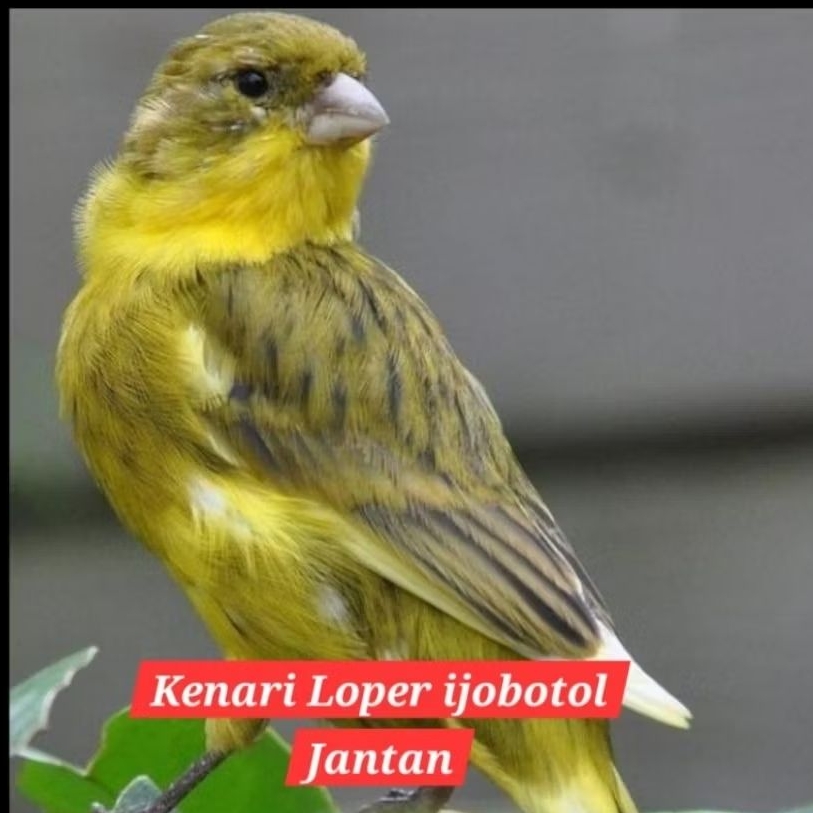 kenari Loper jantan ijobotol gacoran