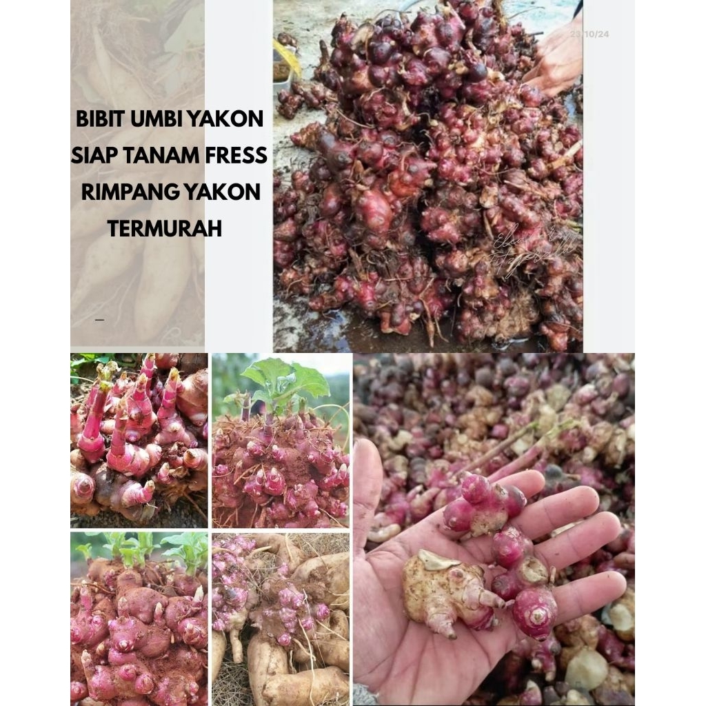 Bibit Rimpang Umbi Yakon Siap Tanam Freess Termurah Di Shopee Mudah Tumbuh
