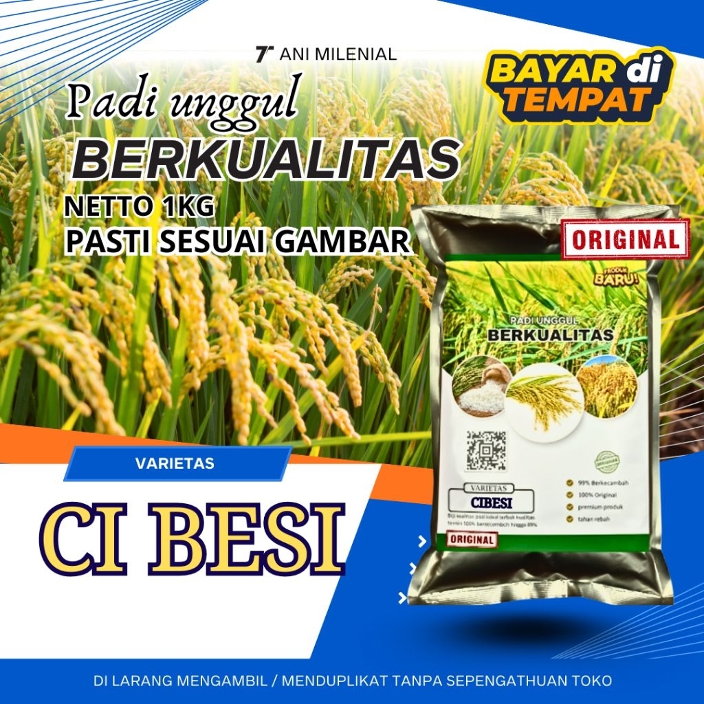 benih bibit padi cibesi original ber kualitas