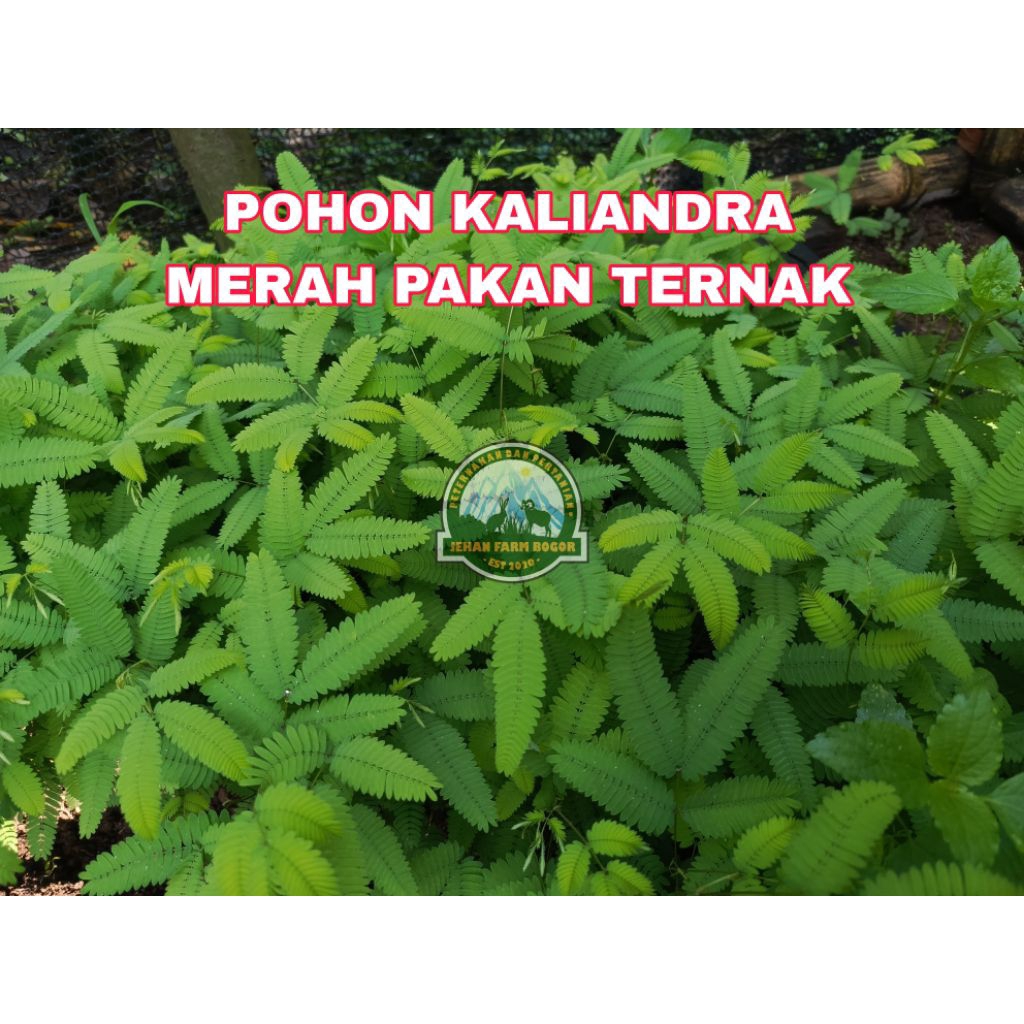 POHON KALIANDRA MERAH BIBIT KALIANDRA PAKAN TERNAK