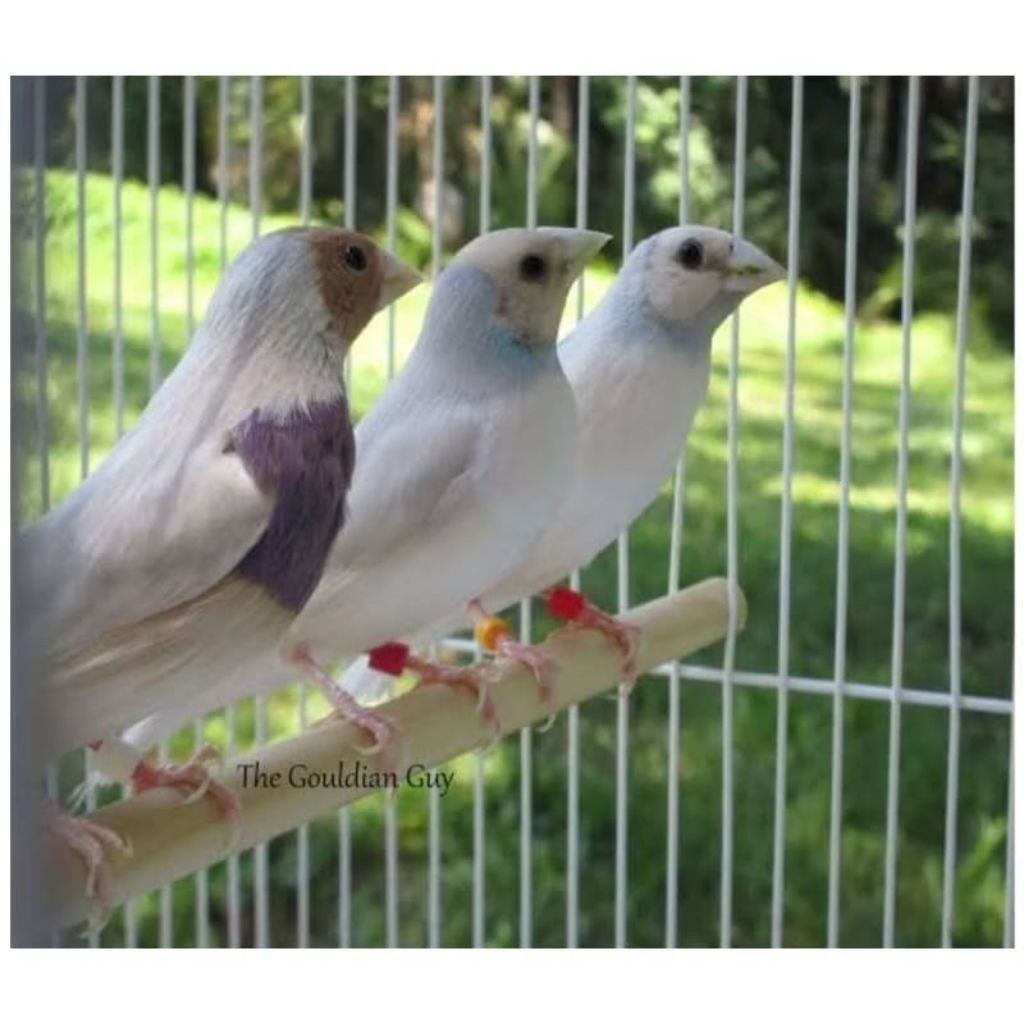 Gold Amadine Punggung silver Bagus pilihan