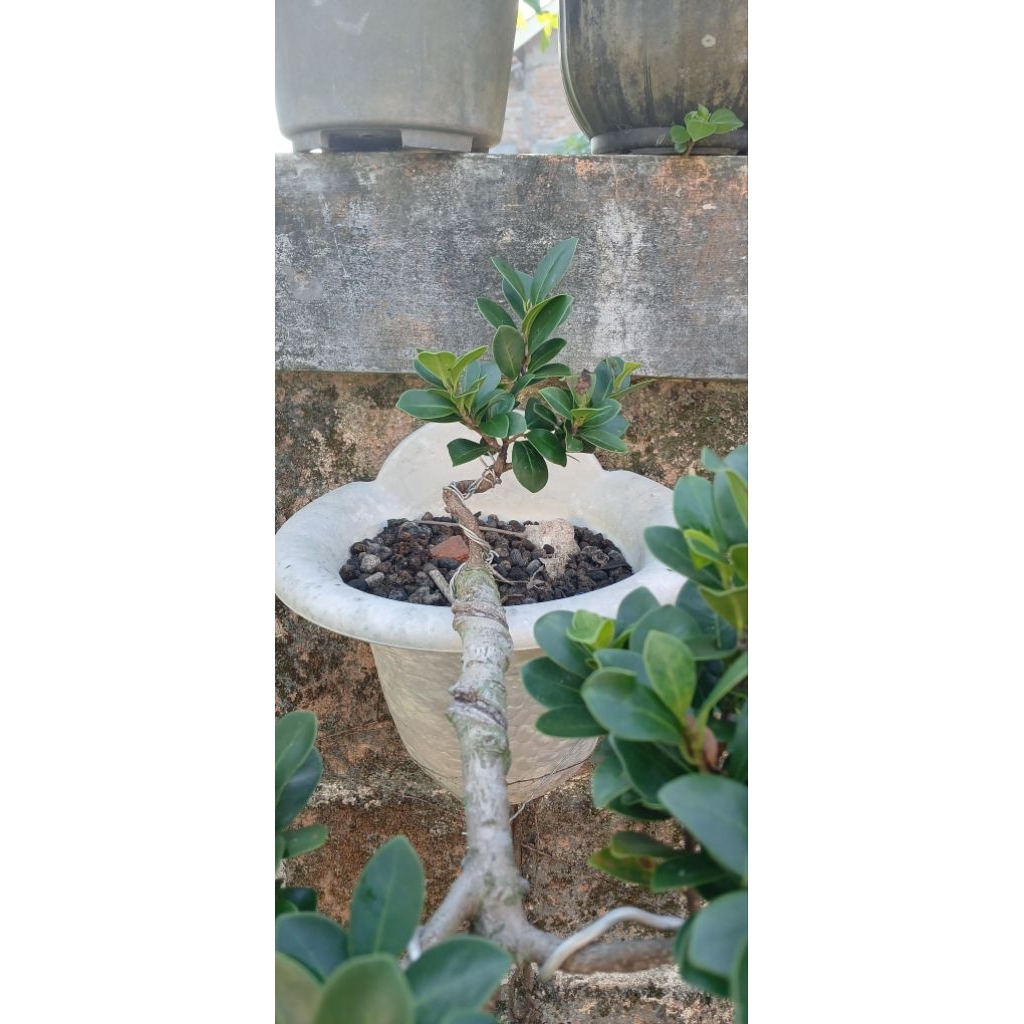 Beringin Compacta Cascade