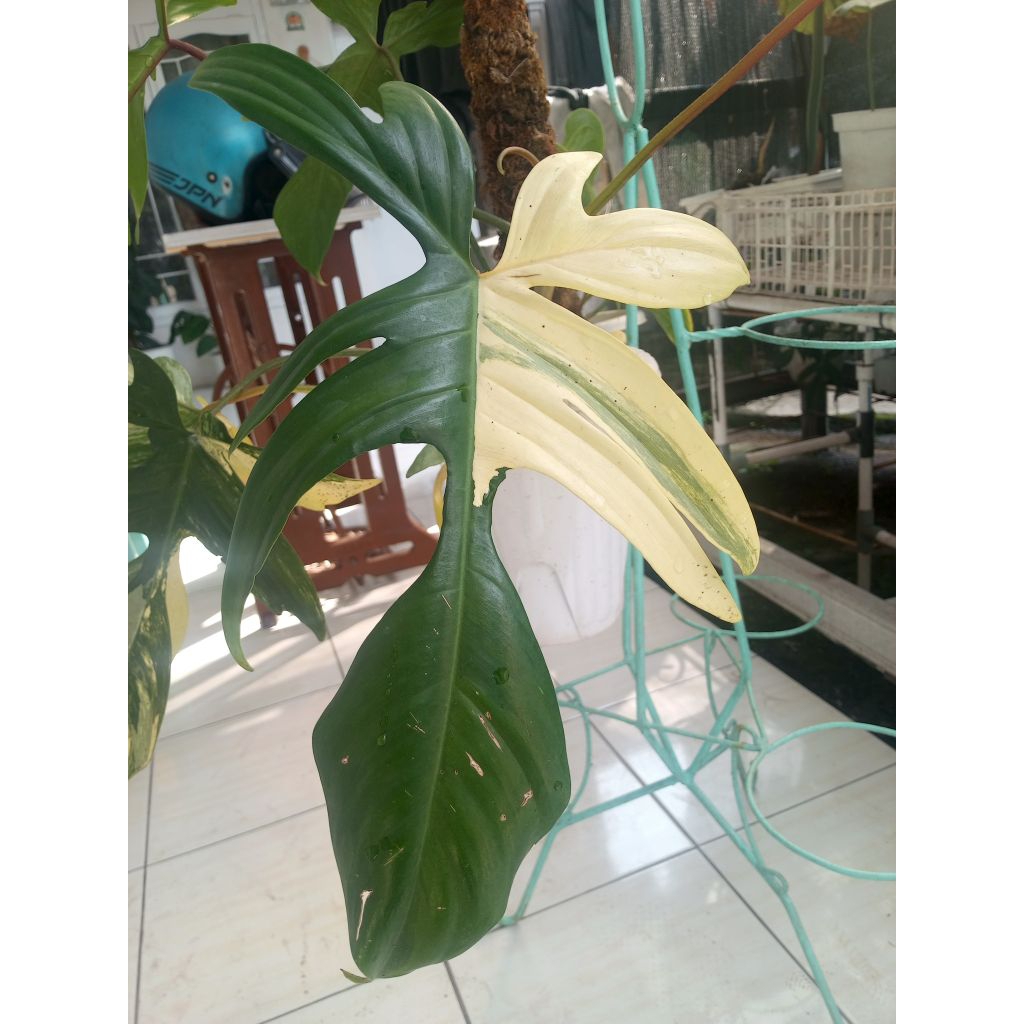 Philodendron Florida Beauty | Flobe | Variegata