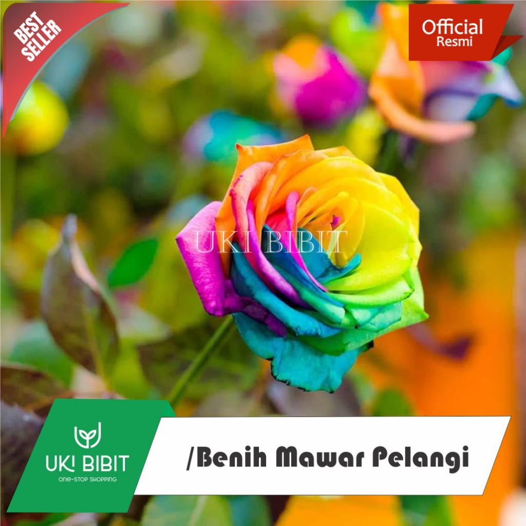 ( 60 Butir ) Benih Biji Bunga Mawar Pelangi | Rainbow Rose