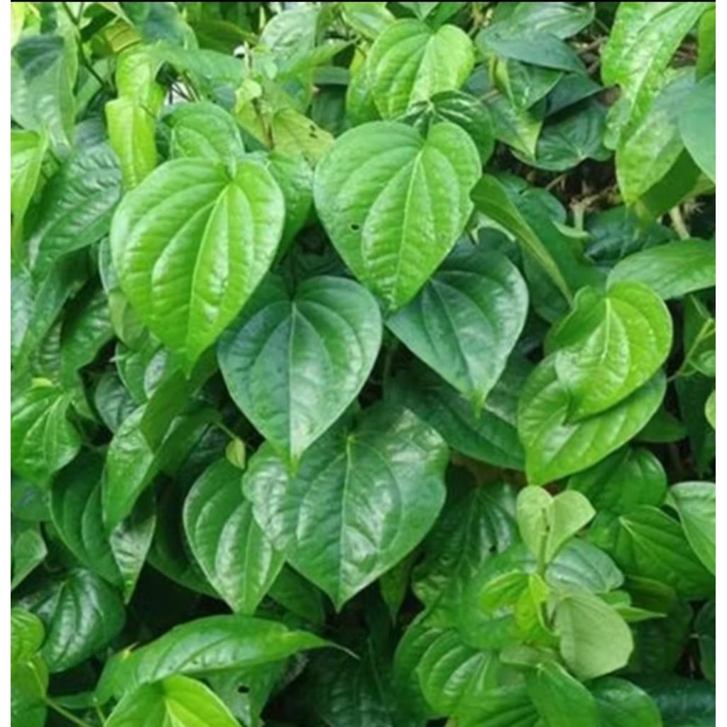 Daun Sirih Segar Asli – Herbal Alami Tradisional – Obat Kumur, Kesehatan & Perawatan
