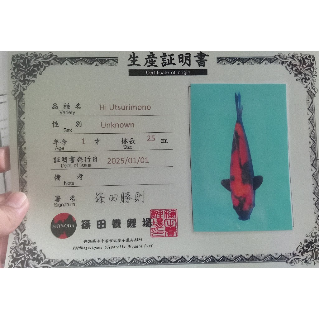 Koi Import Hi Utsuri 39cm (40BU) Bersertifikat SHINODA Koi Farm High Quality