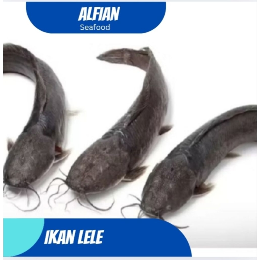 Ikan Lele Tawar / Ikan Lele Segar (Kondisi Hidup)