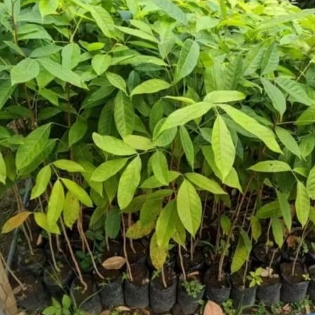 Bibit pohon mahoni penyejuk udara