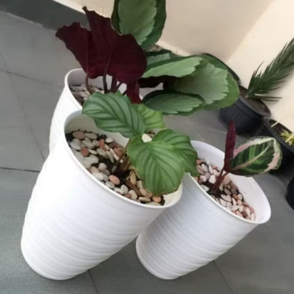 Pot tawon putih 121,pot 12 cm,pot tinggi,pot indor,mewah