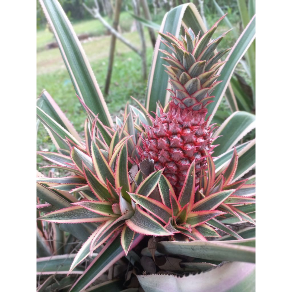 Bibit Nanas Merah - pohon nanas merah