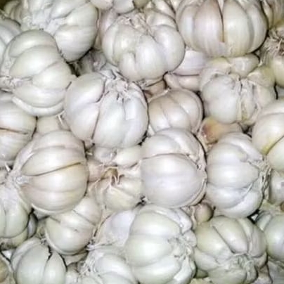 BAWANG PUTIH SINCO