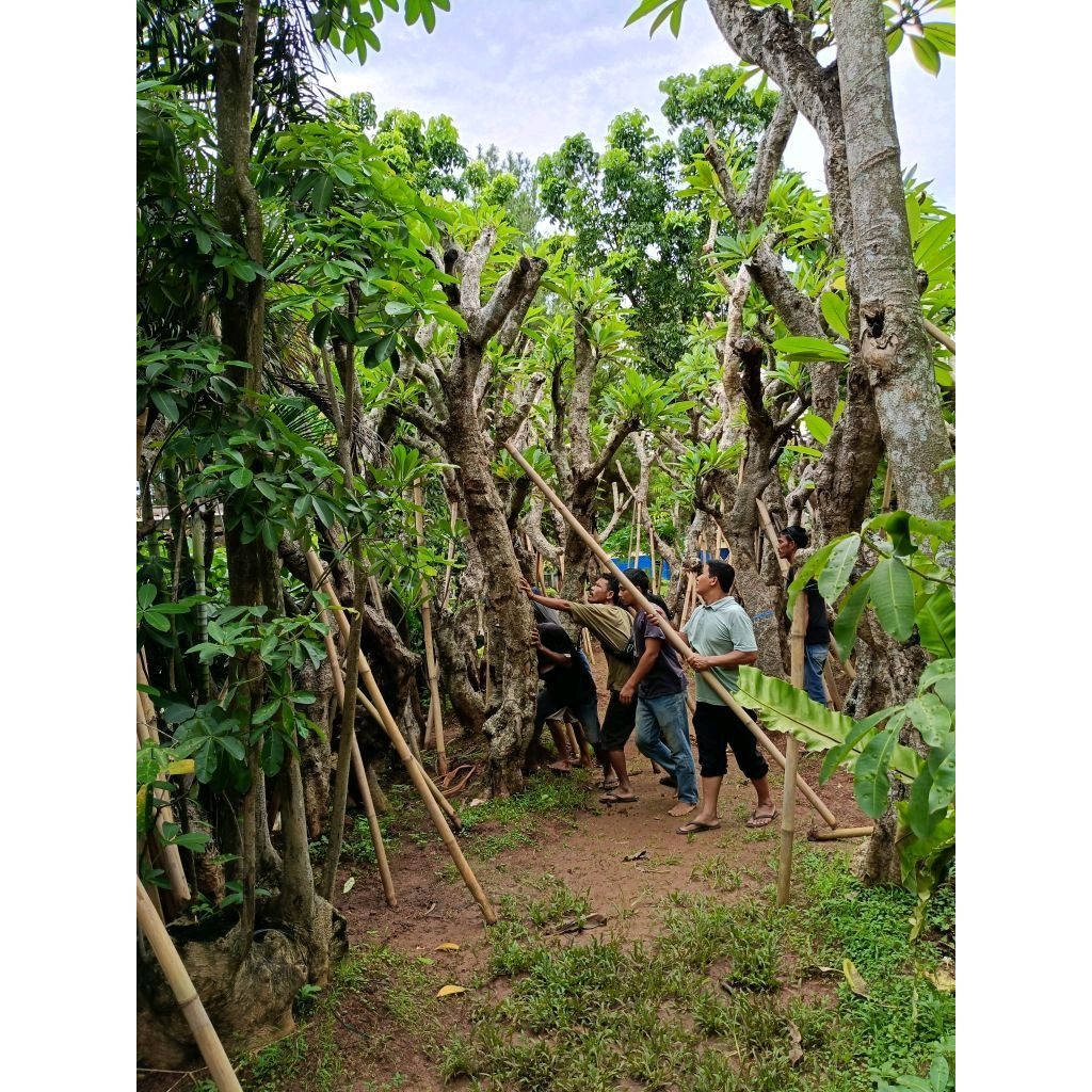 tanaman pohon Kamboja fosil