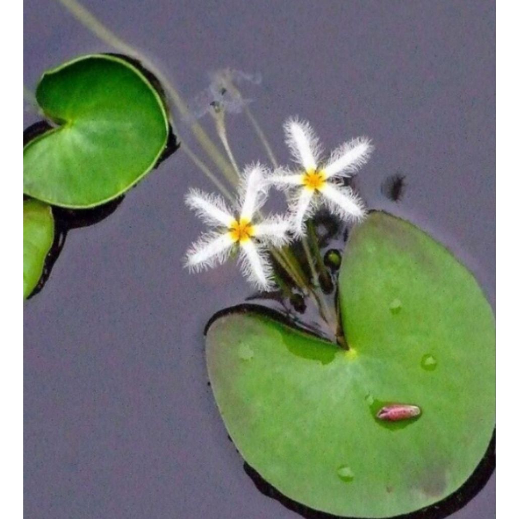 teratai kapas putih teratai salju