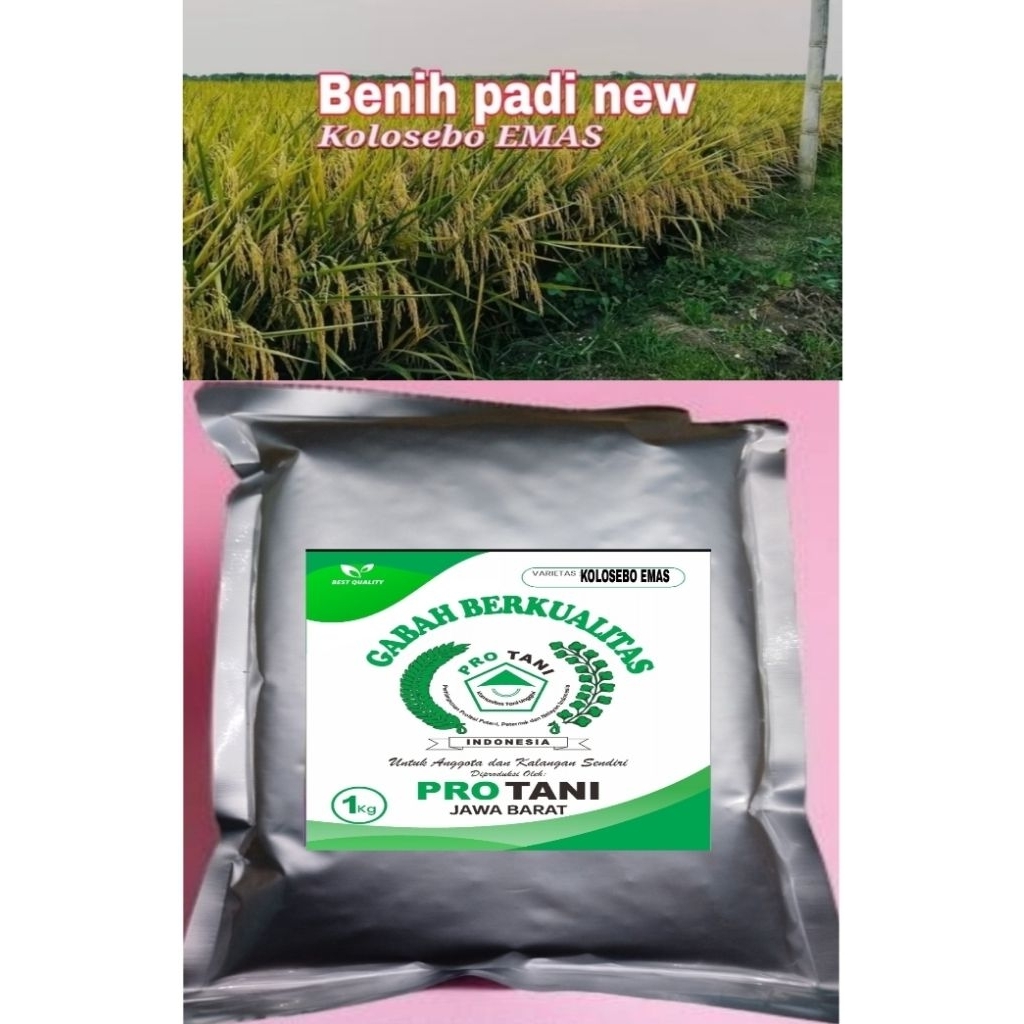 BENIH PADI 1KG KOLOSEBO EMAS ORI 100% LABEL PUTIH GABAH BERSERTIFIKAT