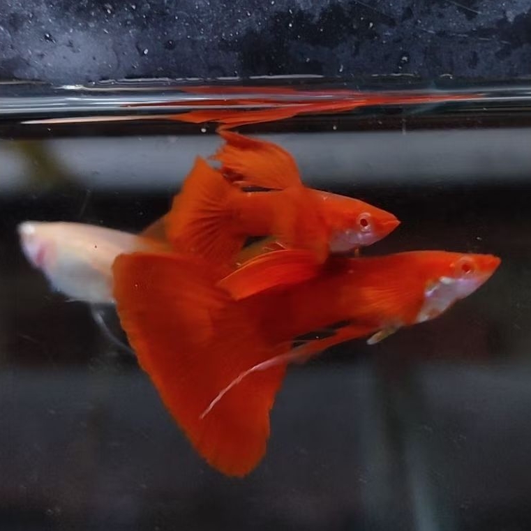 hiasan aquarium aquascape guppy AFR albino full red ribbon satu pasang sehat