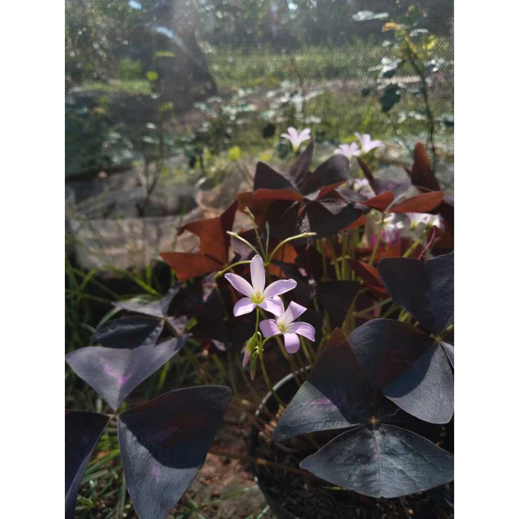 tanaman hias kupu kupu/bunga oxalis/semanggi ungu