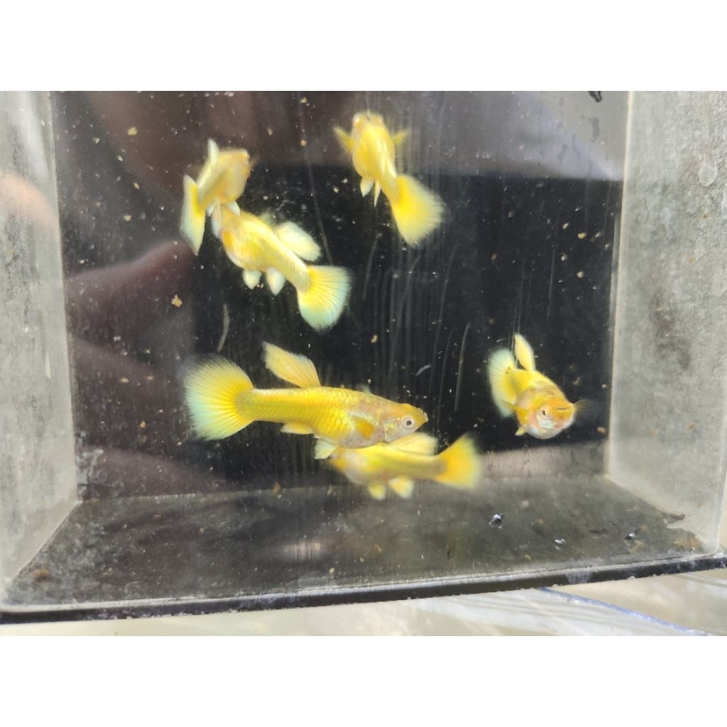 Guppy Full Gold 2 pasang - Hiasan Ikan Guppy Akuarium