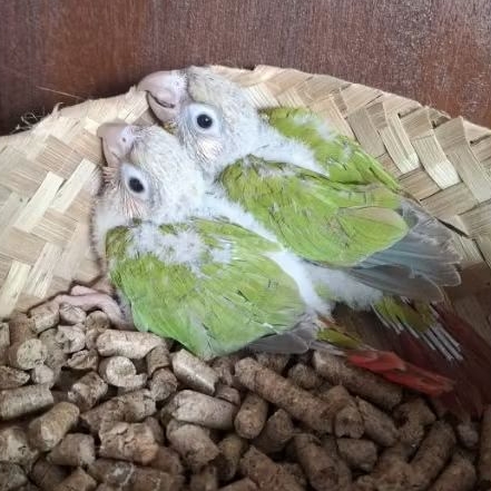 BABY PINAPLE CONURE ANAKAN PINEPLE CONURE