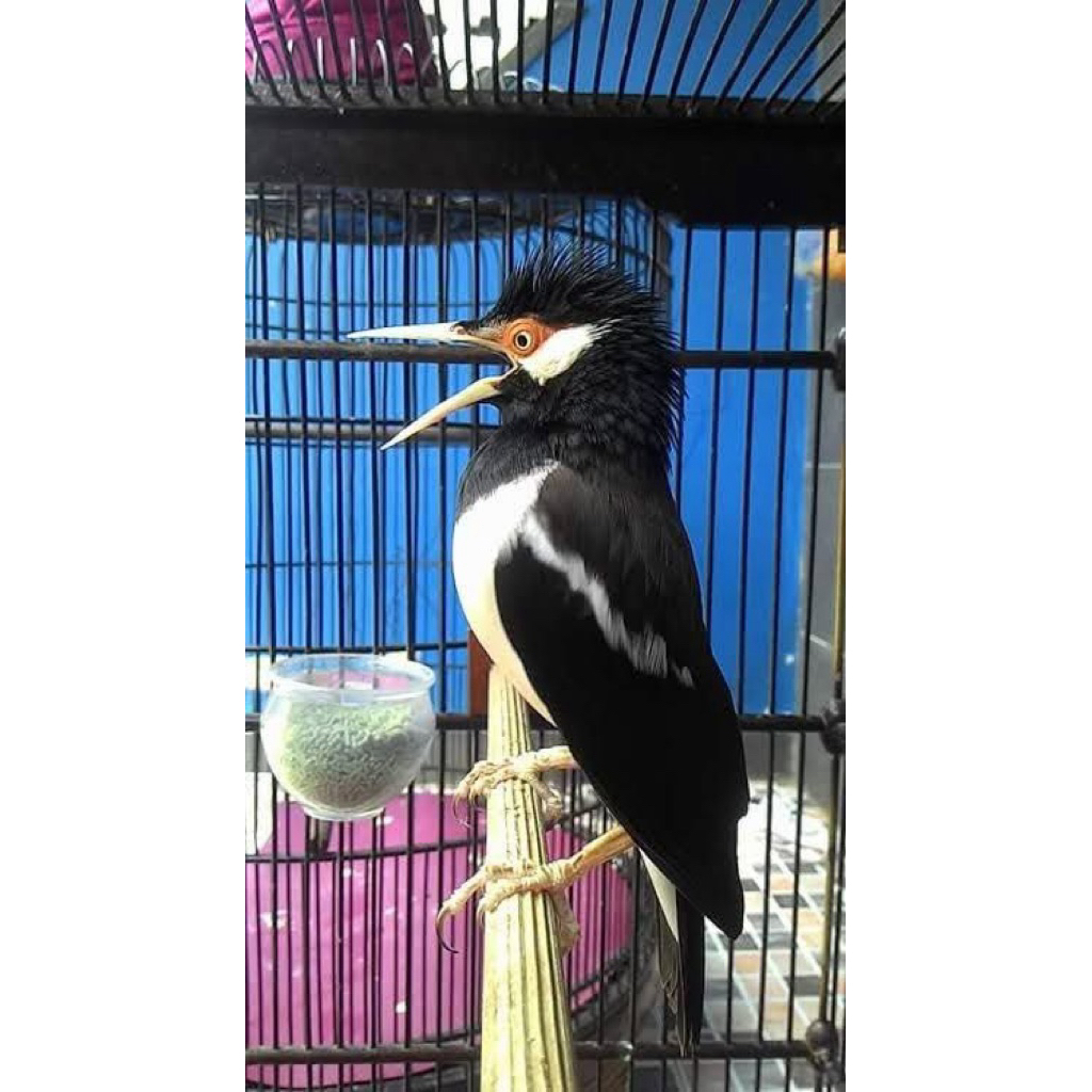 jalak suren dewasa jantan betina