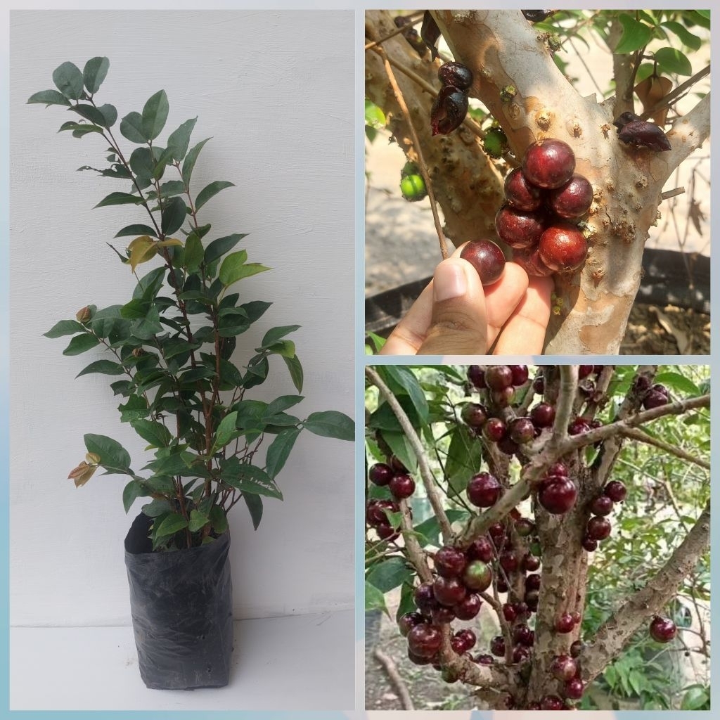 Bibit Anggur Brazil Jenis Escarlate/Scarlet Tinggi 50 cm Asal Stek Anggur Pohon Jenis Escalate Scarl