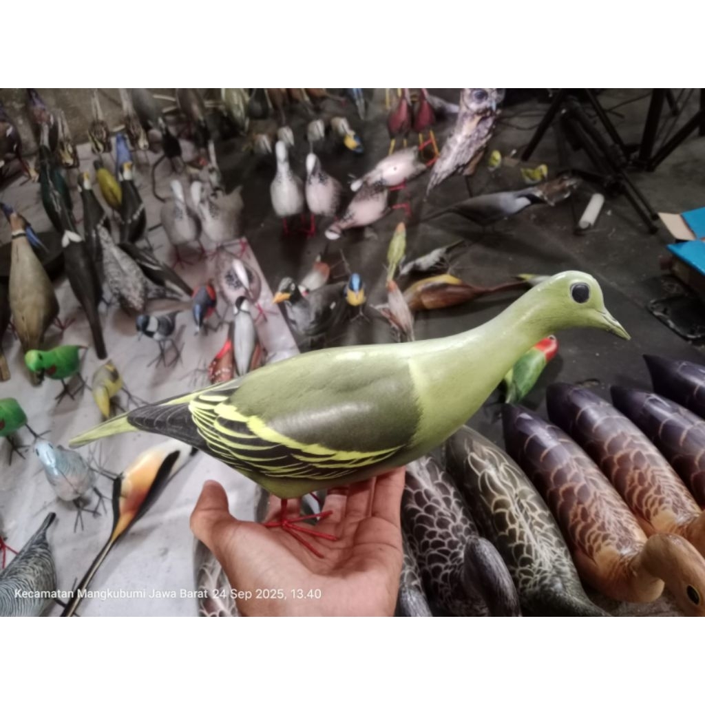 jontrot burung punai (walik betina)